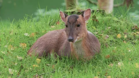 Muntjac Deer Laying Down Stock Footage 220216635