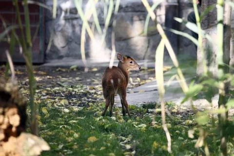 Muntjac deer Stock Photos