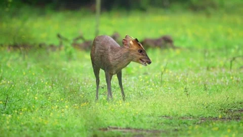 A muntjac deer standing in a lush green meadow with yellow wildflowers Stockbeeldmateriaal 334635382