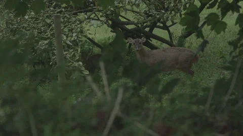 Muntjac Doe & Fawn Stock Footage