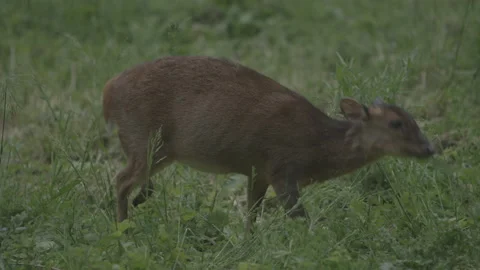 Muntjac Doe (Feeding) 스톡 동영상 137007193