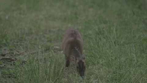 Muntjac Doe 스톡 동영상 137580327