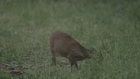 Muntjac Doe (headscratch) 스톡 동영상 137580052