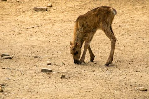 Muntjac Stock Photos