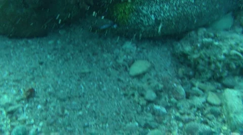 Muraena 2 Stock Footage 903110