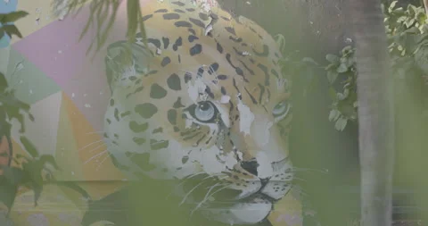 Mural in Holbox, leopard Stock Footage 240732024