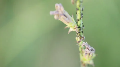Muravei milking aphids on stem Stock-Footage 39913690