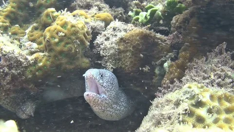 Muray in the Lembeh Strait 2 Video stock 102906361