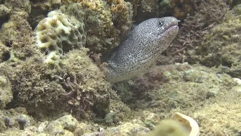 Muray in the lembeh strait 3 Video stock 102906351