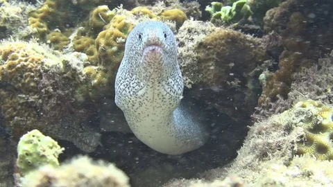 Muray in the lembeh strait 40 seconds long Video stock 102906410