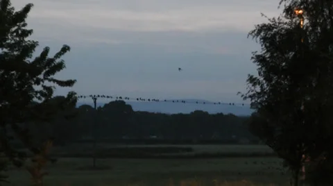Murder of crows congregate at dusk on overhead wires Stock Footage 35835288