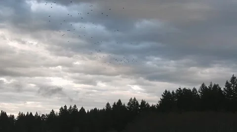 Murder of Crows Fly Across a Brooding Sky Stock Footage 62493165