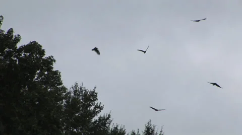 A Murder of Crows Stock Footage 33604027