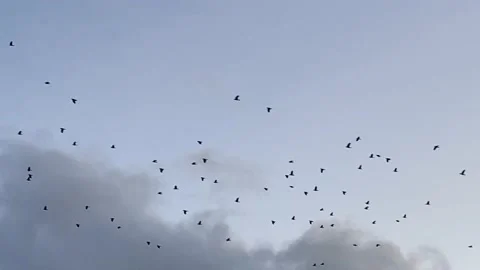 Murder of Crows  Stock Footage 209591305