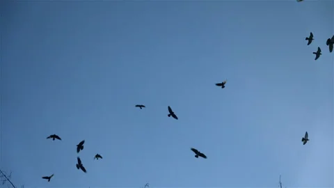 A murder of crows Video stock 294056000