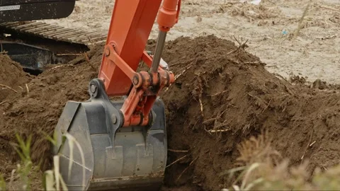 A Murder of Crows Foraging For Food. Stock Footage 227428951