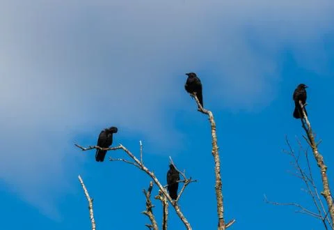 Murder of crows gathering on dead tree branches Stock Photos