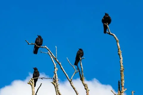 Murder of crows gathering on dead tree branches Stock Photos
