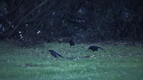 Murder of crows Fotos de archivo