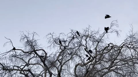 Murder of Crows in Tree Stock Footage 239096873