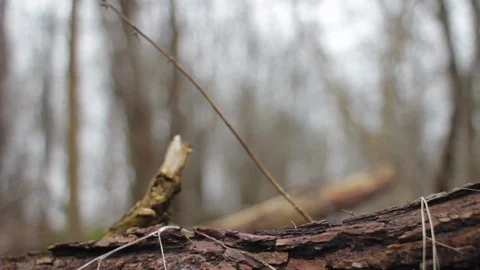 Murder in the Forest Stock Footage 123855290