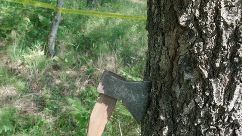Murder weapon axe is stuck in beech trunk Police line Crime scene do not cross Stock Footage 112097902