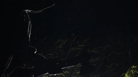 A Murderer in the Night Stock Footage 239678933