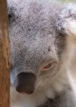 Murderous koala hiding behind a tree stump giving me the death stare Stock Photos