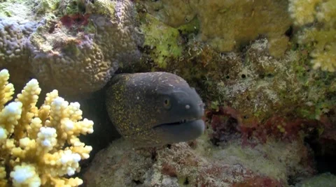 Murena in coral reef Stock Footage 7750607