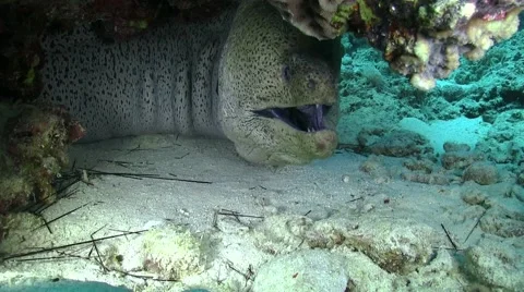 Murena on Coral Reef Stock Footage 49832907