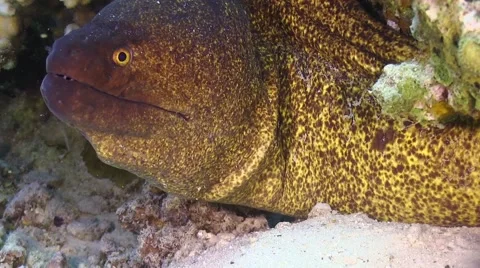 Murena on Coral Reef Stock Footage 51774041