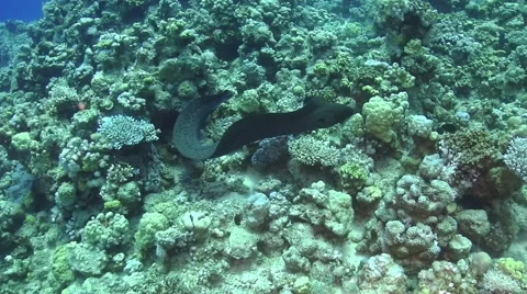 Murena on Coral Reef Stock Footage 51803804