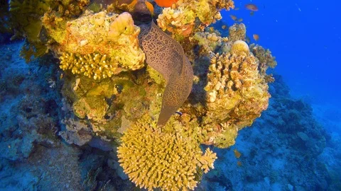 Murena on Coral Reef Stock Footage 94052980