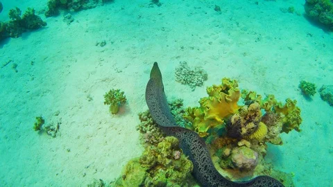 Murena on Coral Reef Stock Footage 112013369