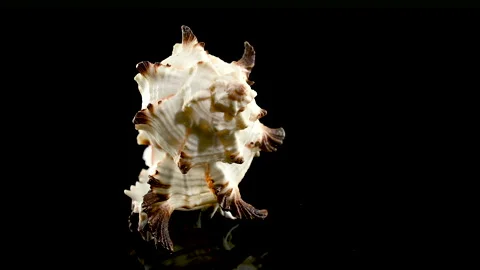 Murex Indivia Longspine Shell on a black background Stock Footage 263529756