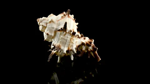 Murex Indivia Longspine Shell on a black background 4K Stock Footage 264016015