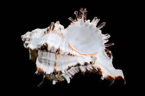 Murex indivia Shell on Black Background Murex indivia Shell on Black Backg... Foto stock