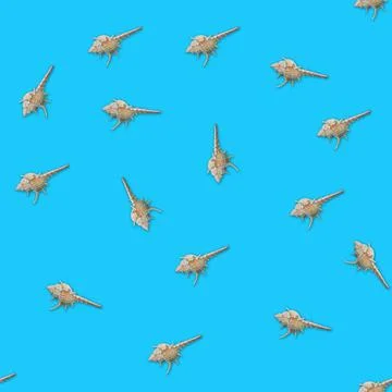 Murex seashells seamless pattern Stock Photos