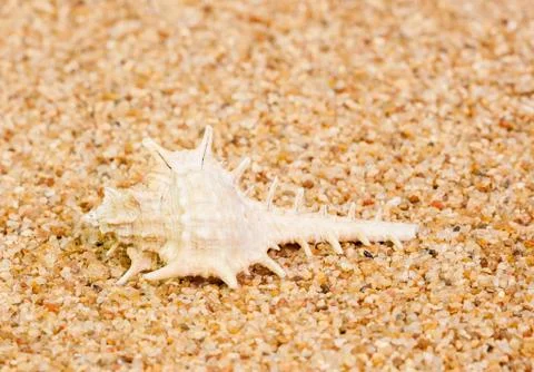 Murex Shell on Coarse Sand Foto stock