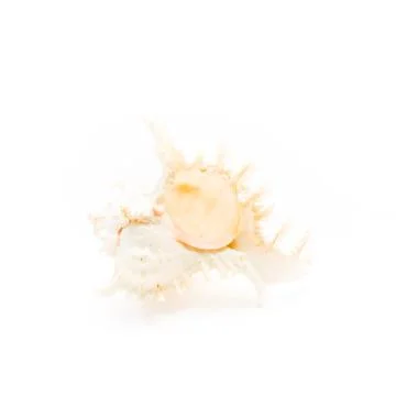 Murex shell isolated Stock Photos