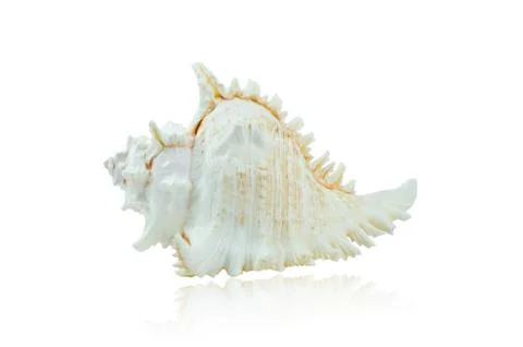 Murex shell Stock Photos