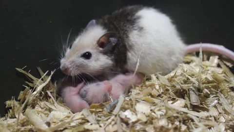 Muridae, a rodent. Stock Footage 272279600