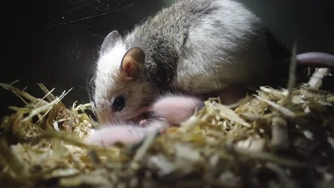 Muridae, a rodent. Stock Footage 272279755
