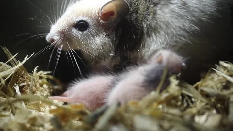 Muridae, a rodent. Stock Footage 272279808