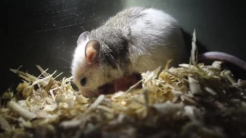 Muridae, a rodent. Stock Footage 272280679