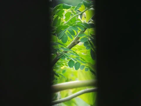 Muringa Stock Photos