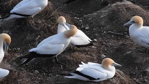 Muriwai Gannet Preening Video stock 161204180
