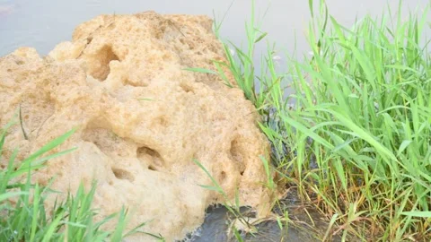 Murky foam mass floating on a small stream of water. Stock Footage 316996710