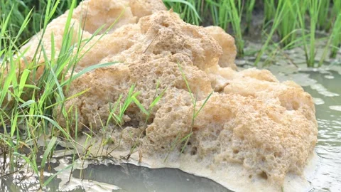 Murky foam mass floating on a small stream of water. 库存影片 316996880