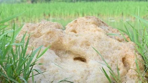 Murky foam mass floating on a small stream of water. Stock Footage 316996930